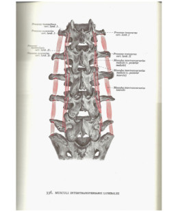 Atlas d'Anatomie Humaine - 2 tomes